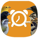Canto dos Pássaros (Despertado APK