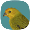 Canário Verdadeiro APK