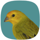 Canário Verdadeiro أيقونة