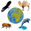 Sons da Fauna + ringtones APK