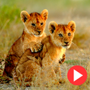 Animal documentary online APK