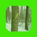 Durchforstung APK