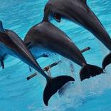 Dolphin Puzzle Basic Game