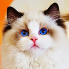 Cat Paint : Color by Number ícone