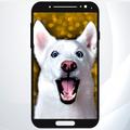 Funny Animal Wallpapers