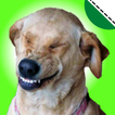 ikon Stickers de perros graciosos