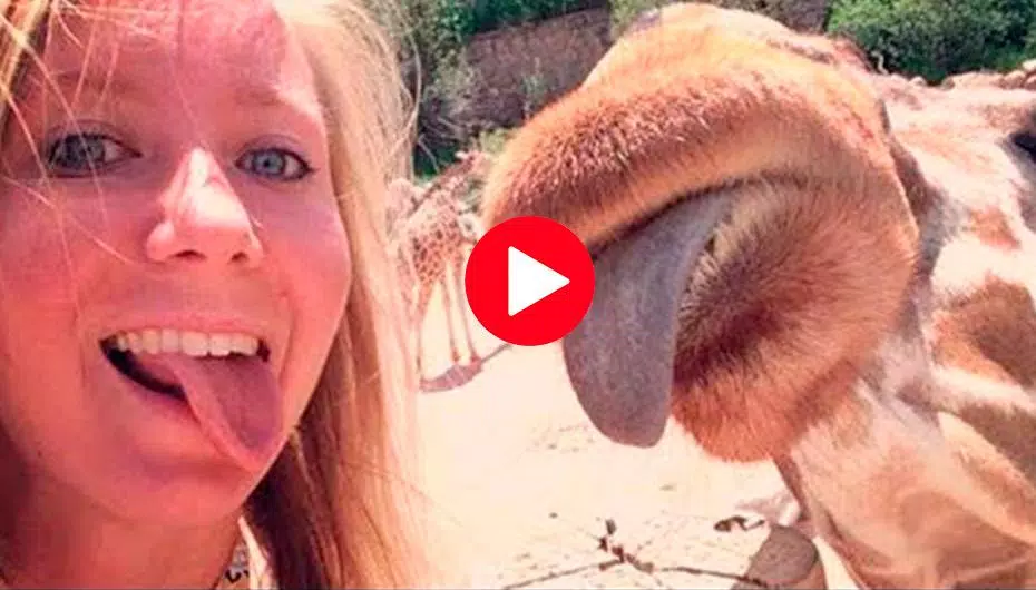 Free Funny Animal Videos 2021 APK for Android Download Free Funny Animal Videos 2021 APK for Android Download
