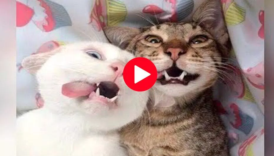 Free Funny Animal Videos 2021 APK for Android Download Free Funny Animal Videos 2021 APK for Android Download
