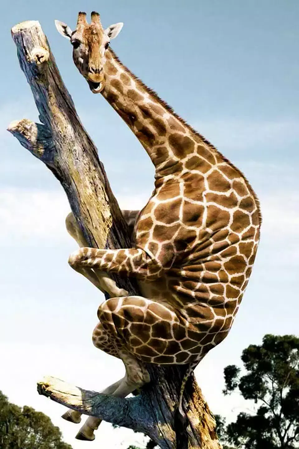 Free Funny Animals Videos APK for Android Download Free Funny Animals Videos APK for Android Download