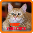 Funny Videos