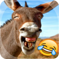 Funny videos