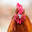 APK Funny Rooster Sounds