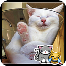 Video kucing lucu terbaik APK