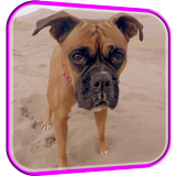 Funny Dog Video Live Wallpaper أيقونة