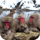 Icona Funny Monkeys Live Wallpaper