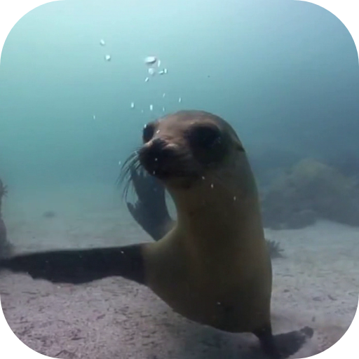 Fur seal Video Live Wallpaper