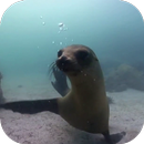 Fur seal Video Live Wallpaper APK