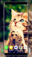 귀여운 새끼 고양이는 라이브 배경 화면 포스터