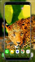 Leopard Live Wallpaper 截图 2