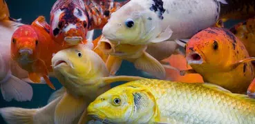 Koi Video Live Wallpaper