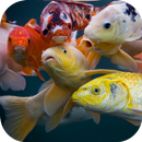 Koi Video Live Wallpaper APK