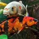 Koi Fish Wallpaper APK