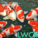 koi lwp APK