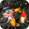 Koi Fish Video Wallpaper 3D APK