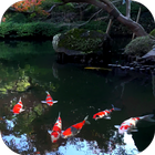 Koi Fish Live Video Wallpaper icône