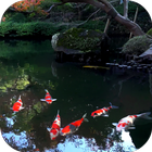 Koi Fish Live Video Wallpaper أيقونة