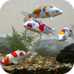 Koi Fish Tank Video Wallpaper