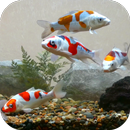 Koi Fish Tank Video Wallpaper APK