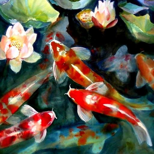 Koi Fish HD Wallpaper