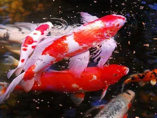 Koi Fish HD Wallpaper APK download