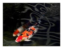 Koi Fish HD Wallpaper syot layar 2