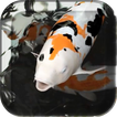 Koi Live Wallpaper