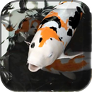 Koi Live Wallpaper aplikacja