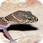 Gecko Sounds アイコン