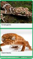 Gecko Sounds ポスター