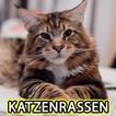 Katzenrassen