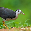 APK Water bird Sounds
