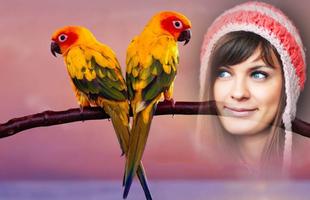 Love Birds Photo Frames imagem de tela 2