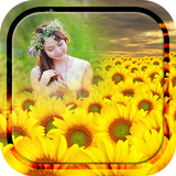 Sunflower Photo Frames-icoon