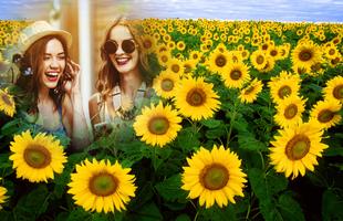 Sunflower Photo Frames скриншот 3