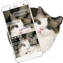 Lindo gato teclado APK