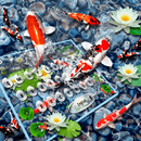 Koi Fish Keyboard Theme APK