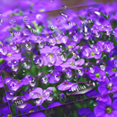 Thème du clavier Waterdrop Purple Flower APK