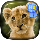 APK Kitten Lion Cub Live Wallpaper