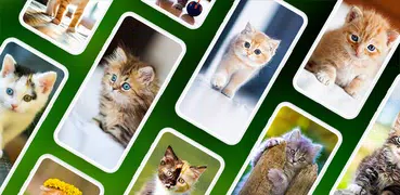 Hintergrundbilder mit Kätzchen