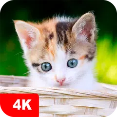 Hintergrundbilder mit Kätzchen APK Herunterladen